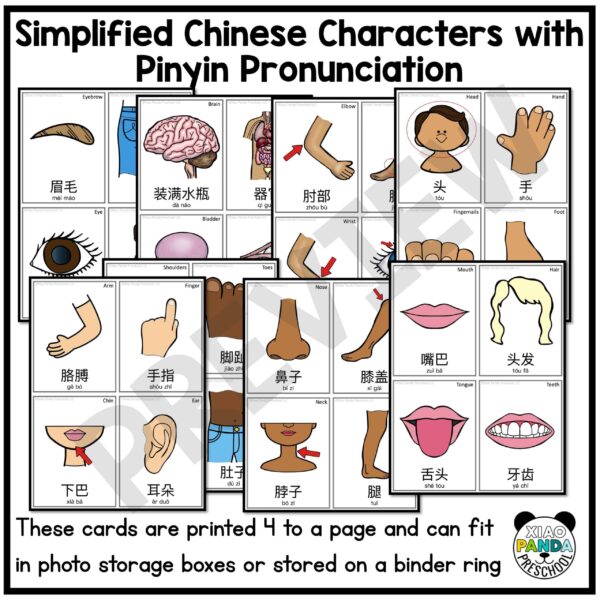 Body Part Flash Cards - Simplified Chinese - Image 2
